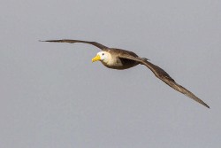 Waved Albatross (Phoebastria irrorata)